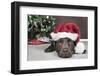 Labrador in Santa Hat Sleeping by Xmas Tree-null-Framed Photographic Print