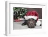 Labrador in Santa Hat Sleeping by Xmas Tree-null-Framed Photographic Print