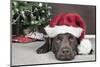 Labrador in Santa Hat Sleeping by Xmas Tree-null-Mounted Photographic Print