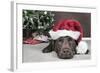 Labrador in Santa Hat Sleeping by Xmas Tree-null-Framed Photographic Print