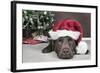 Labrador in Santa Hat Sleeping by Xmas Tree-null-Framed Photographic Print