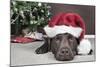 Labrador in Santa Hat Sleeping by Xmas Tree-null-Mounted Photographic Print