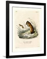 Labrador Jumping Mouse-null-Framed Giclee Print