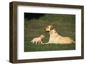 Labrador Mother and Puppy-DLILLC-Framed Photographic Print