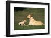 Labrador Mother and Puppy-DLILLC-Framed Photographic Print