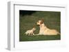 Labrador Mother and Puppy-DLILLC-Framed Photographic Print