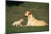 Labrador Mother and Puppy-DLILLC-Mounted Photographic Print