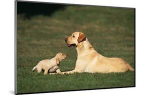 Labrador Mother and Puppy-DLILLC-Mounted Photographic Print