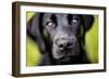 Labrador nose, United Kingdom, Europe-John Alexander-Framed Premium Photographic Print