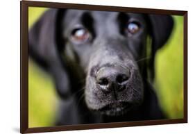 Labrador nose, United Kingdom, Europe-John Alexander-Framed Photographic Print