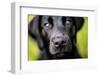 Labrador nose, United Kingdom, Europe-John Alexander-Framed Photographic Print