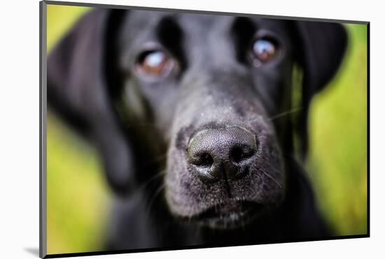 Labrador nose, United Kingdom, Europe-John Alexander-Mounted Photographic Print