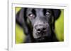 Labrador nose, United Kingdom, Europe-John Alexander-Framed Photographic Print