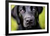 Labrador nose, United Kingdom, Europe-John Alexander-Framed Photographic Print