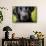 Labrador nose, United Kingdom, Europe-John Alexander-Framed Stretched Canvas displayed on a wall