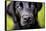 Labrador nose, United Kingdom, Europe-John Alexander-Framed Stretched Canvas