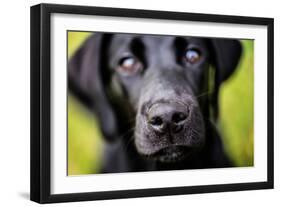 Labrador nose, United Kingdom, Europe-John Alexander-Framed Photographic Print