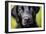 Labrador nose, United Kingdom, Europe-John Alexander-Framed Photographic Print