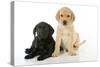 Labrador Puppies (8 Weeks Old)-null-Stretched Canvas