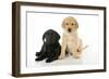 Labrador Puppies (8 Weeks Old)-null-Framed Photographic Print