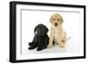 Labrador Puppies (8 Weeks Old)-null-Framed Photographic Print