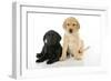 Labrador Puppies (8 Weeks Old)-null-Framed Photographic Print