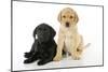 Labrador Puppies (8 Weeks Old)-null-Mounted Photographic Print