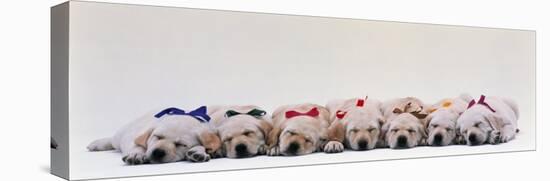 Labrador Puppies Wearing Bows, Sleeping-null-Stretched Canvas