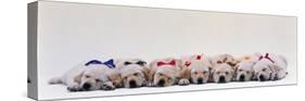 Labrador Puppies Wearing Bows, Sleeping-null-Stretched Canvas