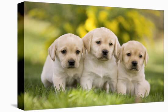 Labrador Puppies-null-Stretched Canvas