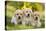 Labrador Puppies-null-Stretched Canvas