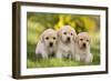 Labrador Puppies-null-Framed Photographic Print