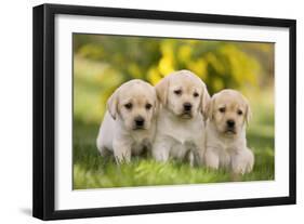 Labrador Puppies-null-Framed Photographic Print