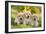 Labrador Puppies-null-Framed Photographic Print