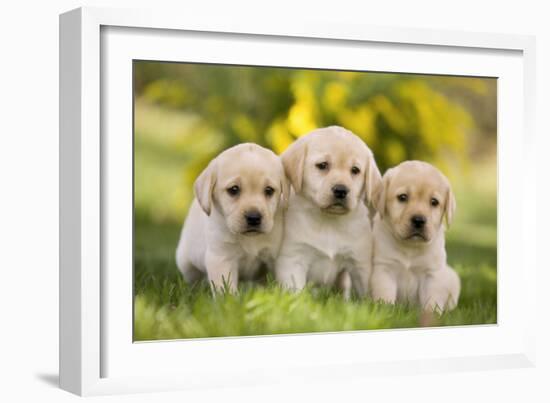 Labrador Puppies-null-Framed Photographic Print