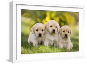 Labrador Puppies-null-Framed Photographic Print