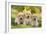 Labrador Puppies-null-Framed Photographic Print