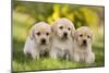 Labrador Puppies-null-Mounted Photographic Print