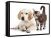 Labrador Puppy and Kitten Breeds Maine Coon, Cat and Dog-Lilun-Framed Stretched Canvas