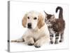 Labrador Puppy and Kitten Breeds Maine Coon, Cat and Dog-Lilun-Stretched Canvas
