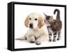 Labrador Puppy and Kitten Breeds Maine Coon, Cat and Dog-Lilun-Framed Stretched Canvas