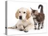 Labrador Puppy and Kitten Breeds Maine Coon, Cat and Dog-Lilun-Stretched Canvas