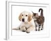 Labrador Puppy and Kitten Breeds Maine Coon, Cat and Dog-Lilun-Framed Photographic Print