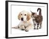 Labrador Puppy and Kitten Breeds Maine Coon, Cat and Dog-Lilun-Framed Photographic Print