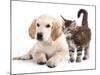 Labrador Puppy and Kitten Breeds Maine Coon, Cat and Dog-Lilun-Mounted Photographic Print
