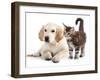 Labrador Puppy and Kitten Breeds Maine Coon, Cat and Dog-Lilun-Framed Photographic Print