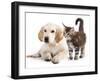 Labrador Puppy and Kitten Breeds Maine Coon, Cat and Dog-Lilun-Framed Photographic Print