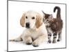 Labrador Puppy and Kitten Breeds Maine Coon, Cat and Dog-Lilun-Mounted Photographic Print