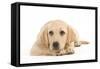 Labrador Puppy Lying in Studio-null-Framed Stretched Canvas