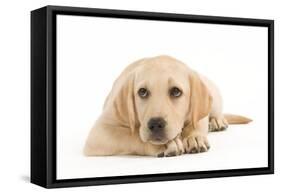 Labrador Puppy Lying in Studio-null-Framed Stretched Canvas